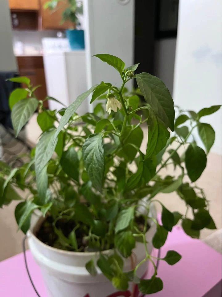 Chili Plant - photo 2