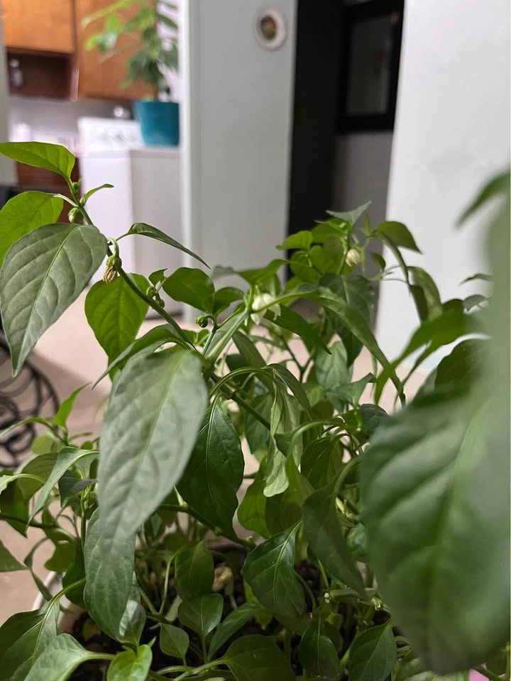 Chili Plant - photo 3
