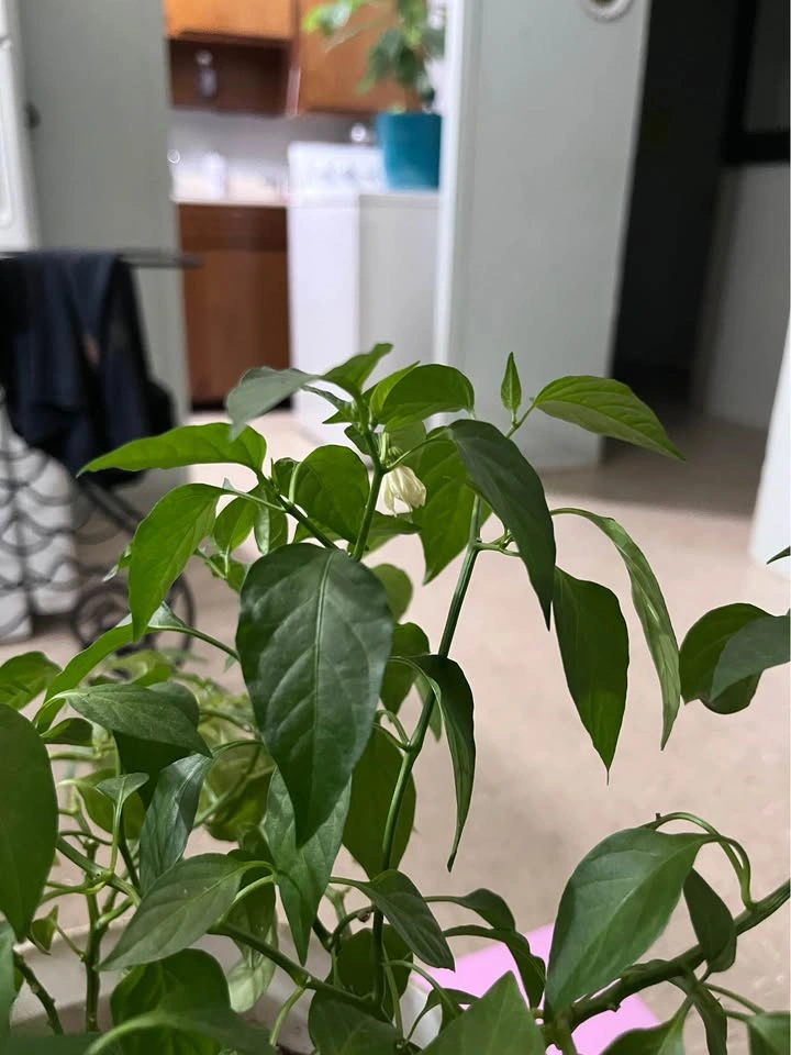 Chili Plant - photo 4