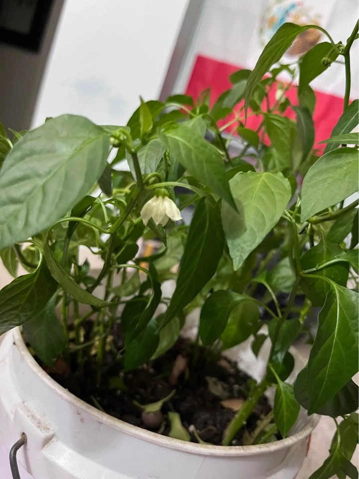 Chili Plant - photo 5