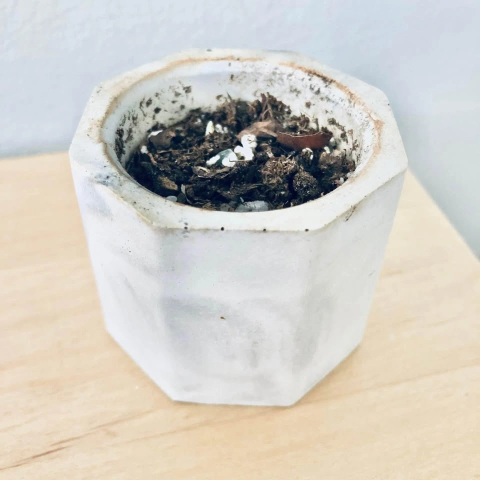 Concrete Cactus or Succulent Planter ⚽️ - photo 3