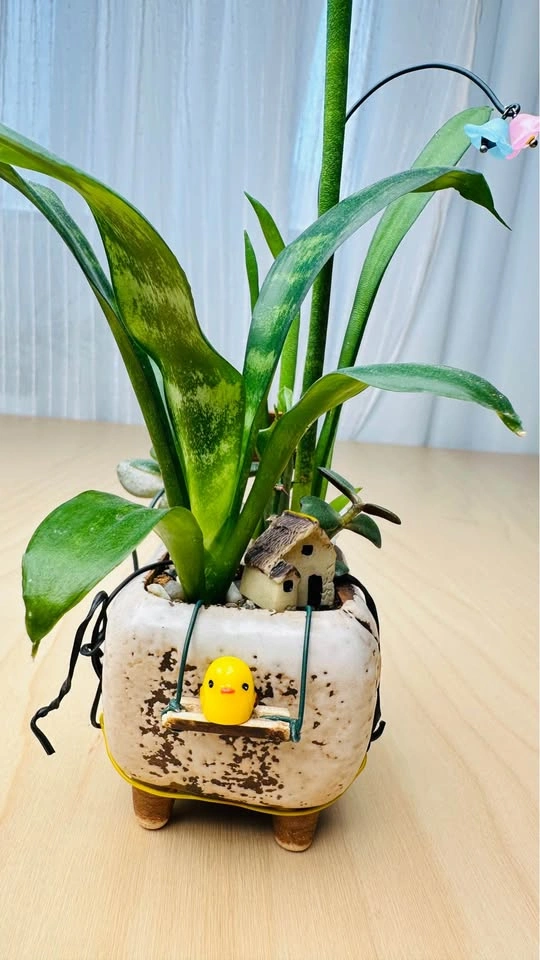 Cute plant arrangement - photo 2