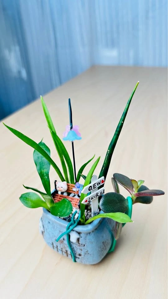 Cute plant arrangement