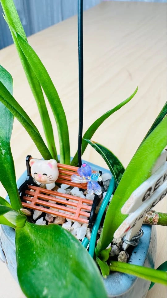 Cute plant arrangement - photo 2