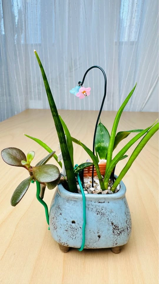 Cute plant arrangement - photo 4