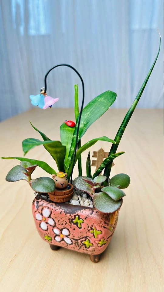 Cute plant Arrangement