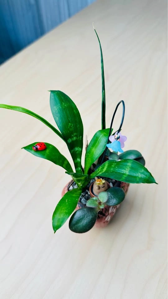 Cute plant Arrangement - photo 4