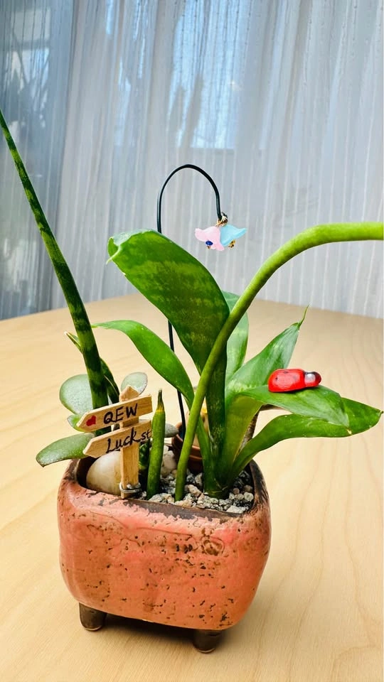 Cute plant Arrangement - photo 5