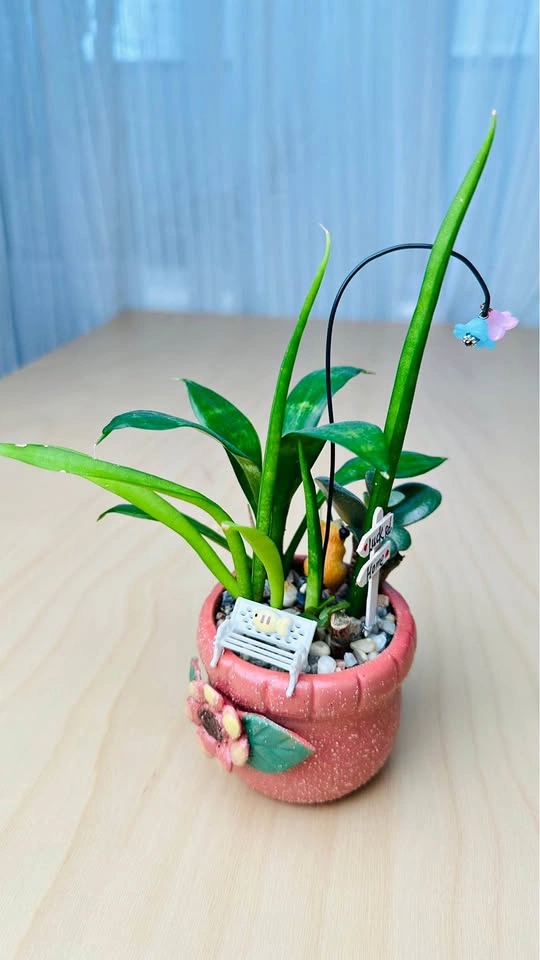Cute plant Arrangement