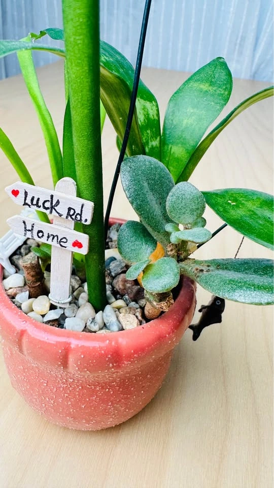 Cute plant Arrangement - photo 4
