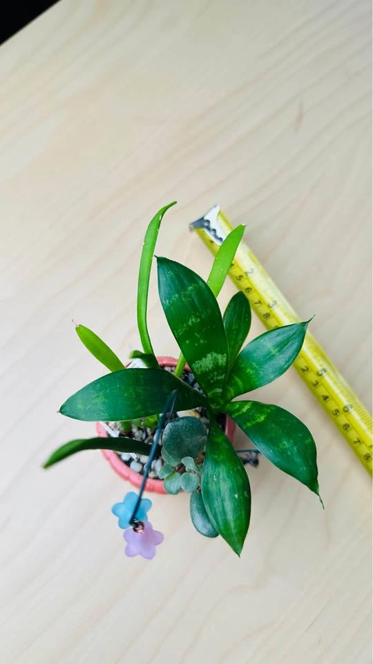Cute plant Arrangement - photo 5