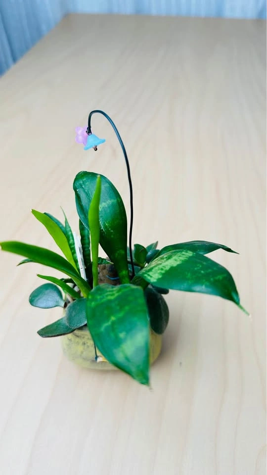 Cute Miniature Succulent Garden - photo 4