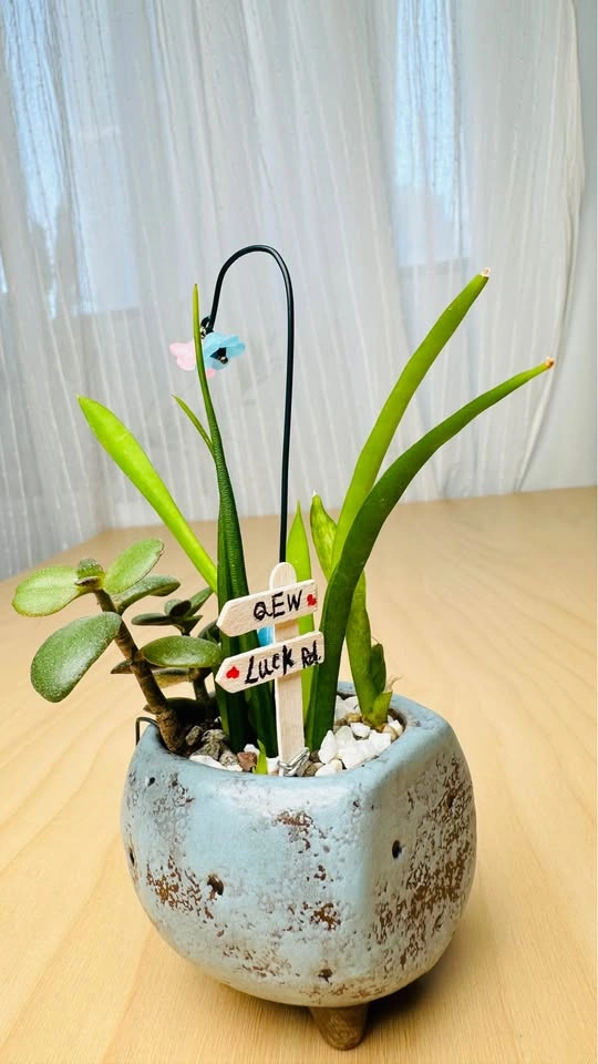 Cute Miniature Succulent Arrangement - photo 3