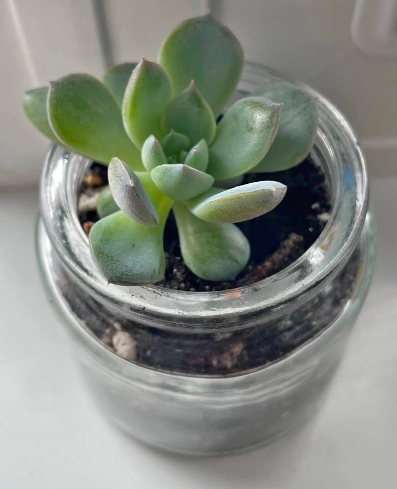Succulent in a jar