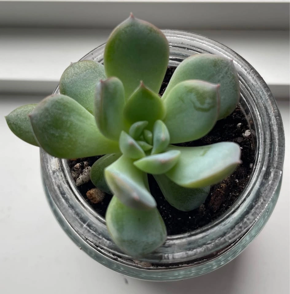Succulent in a jar - photo 2