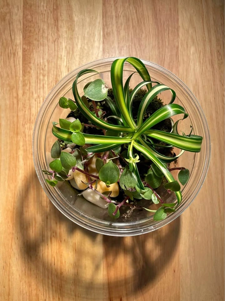 Terrarium / Plant Arrangement