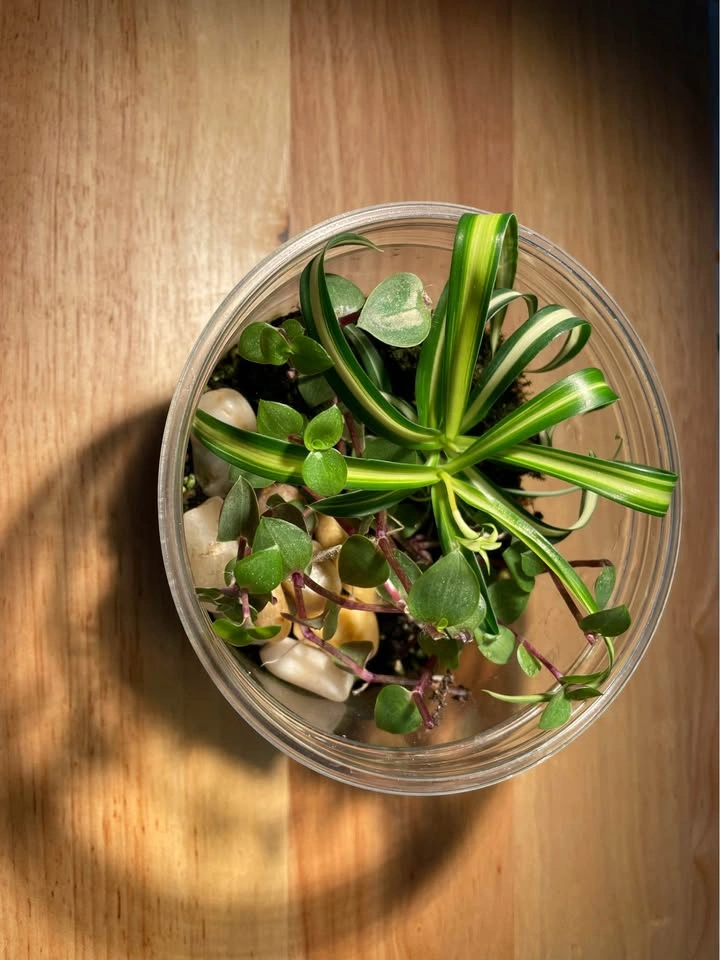 Terrarium / Plant Arrangement - photo 2