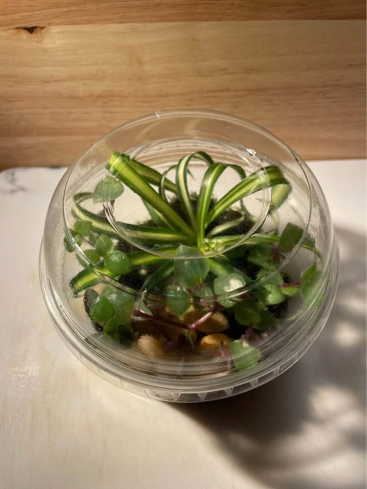 Terrarium / Plant Arrangement - photo 3