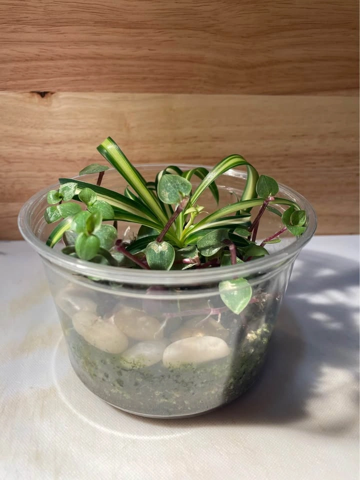 Terrarium / Plant Arrangement - photo 4