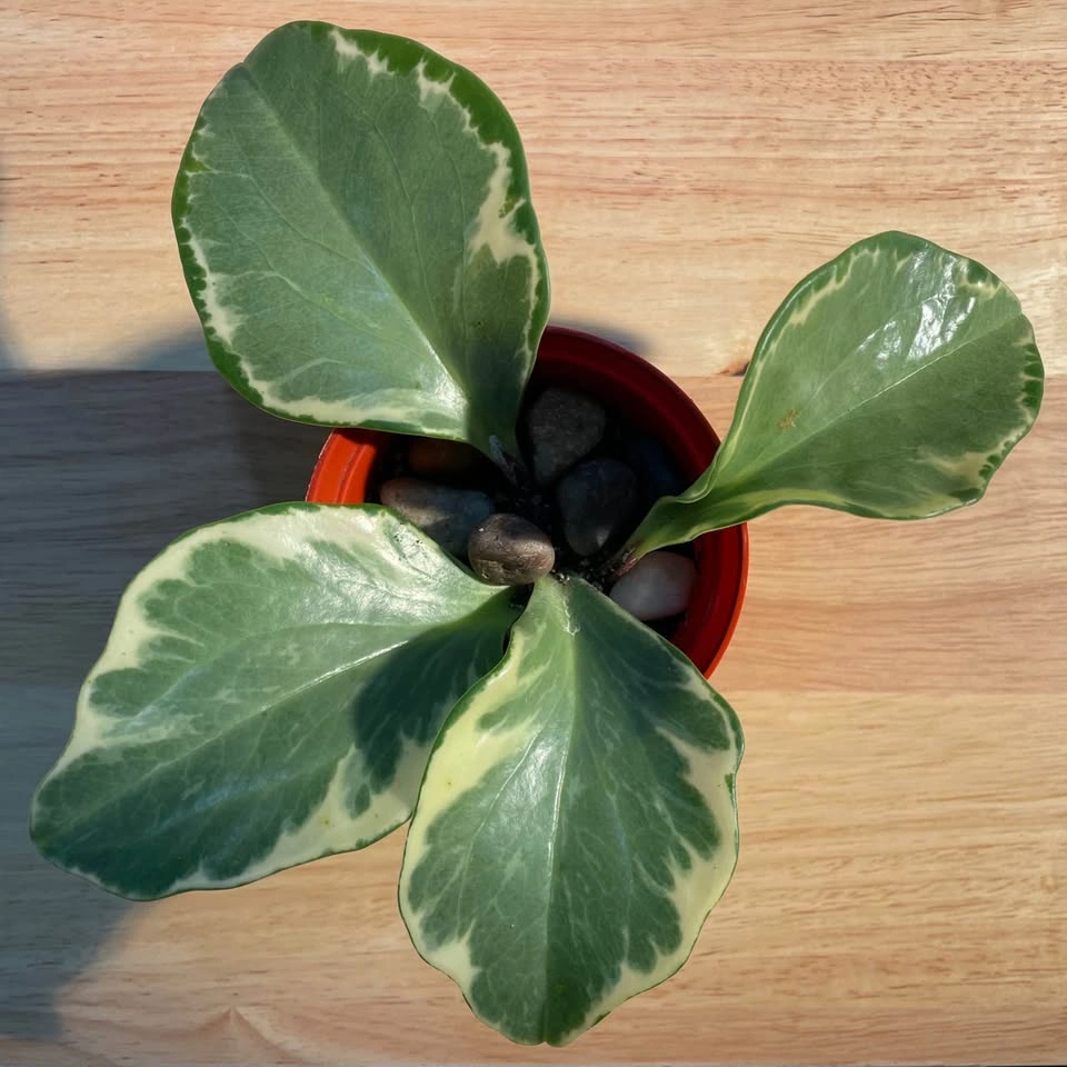 Peperomia Plant (3” pot)