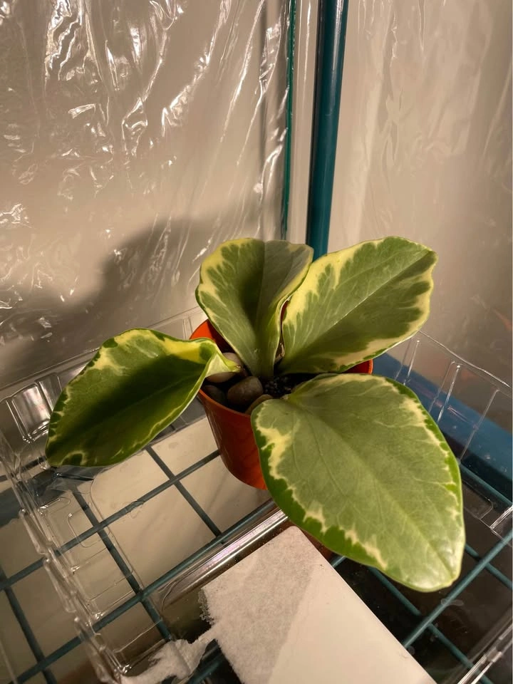 Peperomia Plant (3” pot) - photo 2