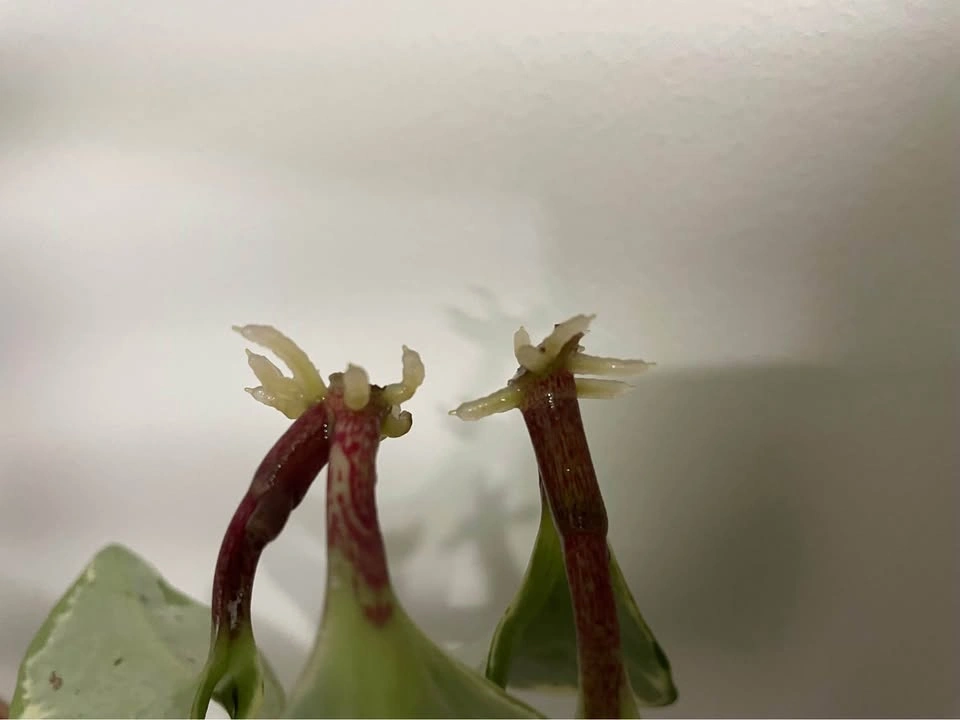 Peperomia Plant (3” pot) - photo 3