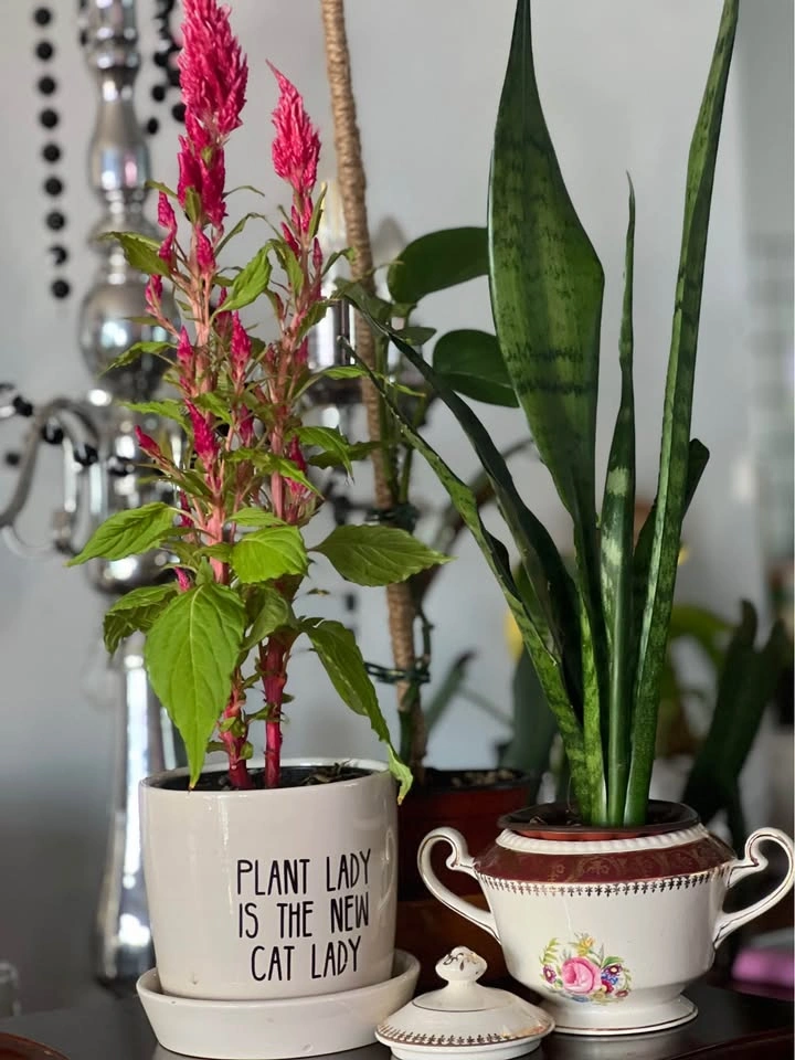 Looking for the perfect teacher’s gift? - photo 3