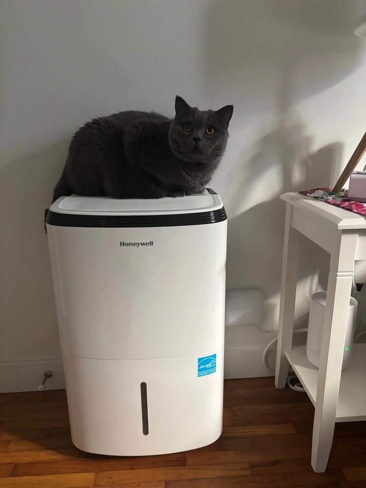 Honeywell Smart and Efficient Dehumidifier (100 $ off)