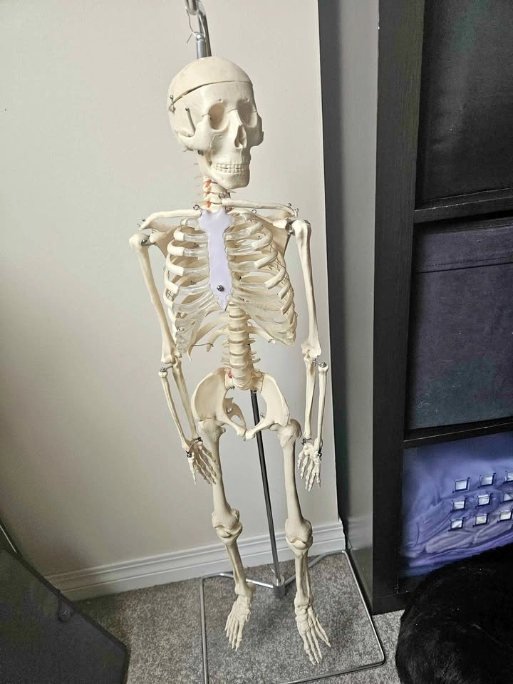 Mr. thriftys Skeleton model