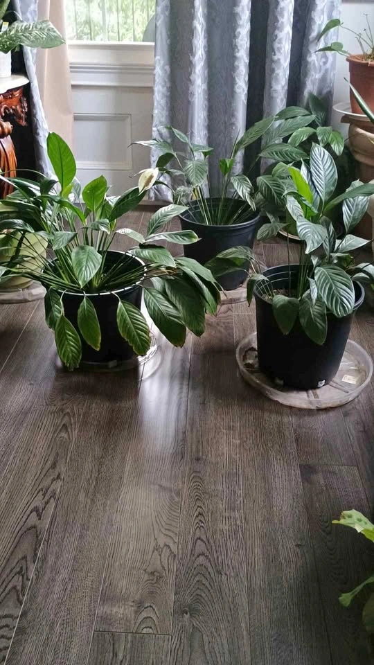 Peace Lily Plant