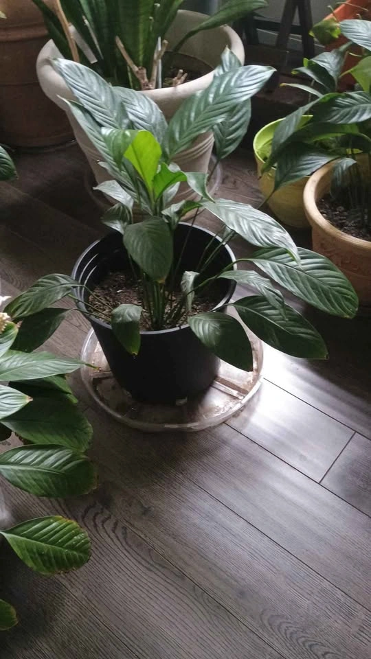 Peace Lily Plant - photo 2