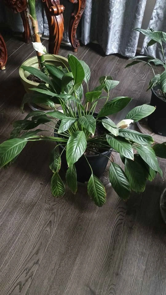 Peace Lily Plant - photo 3