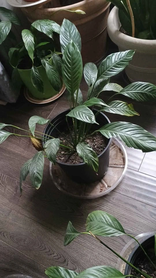 Peace Lily Plant - photo 5