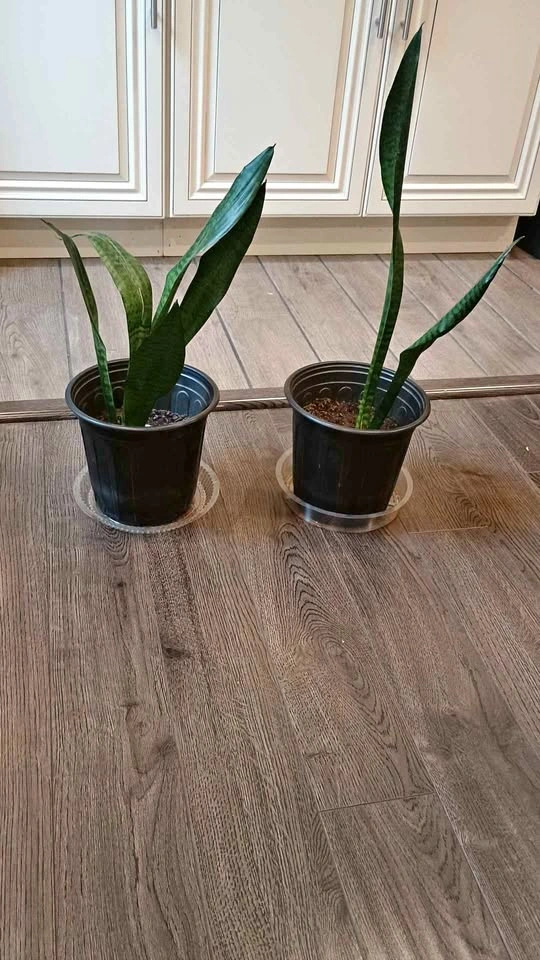 Sansevieria Snake Plant