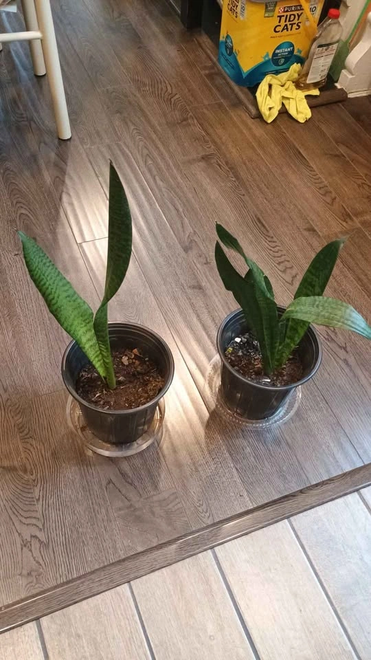 Sansevieria Snake Plant - photo 2