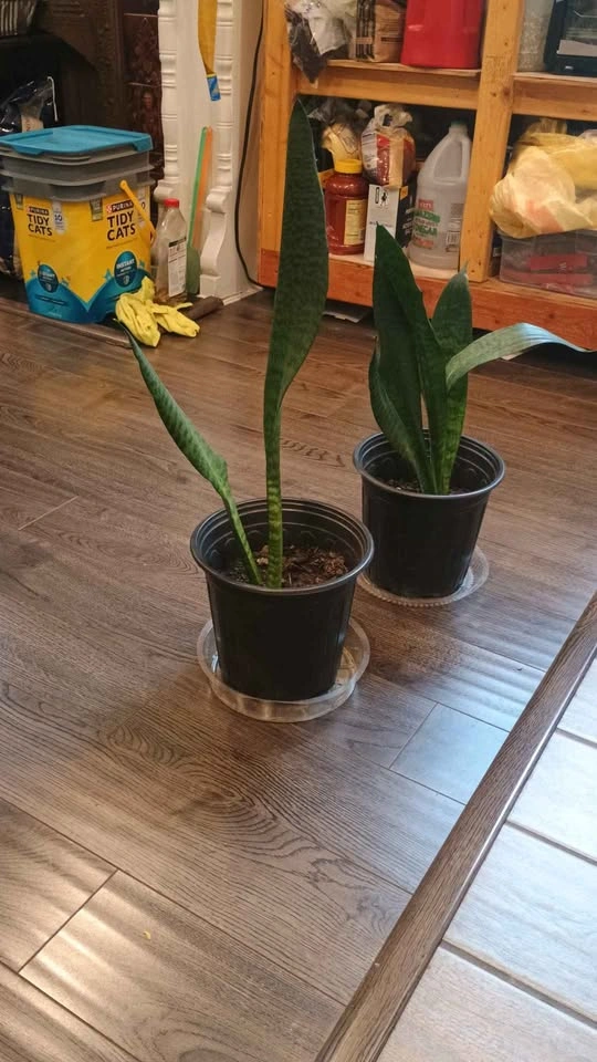 Sansevieria Snake Plant - photo 3