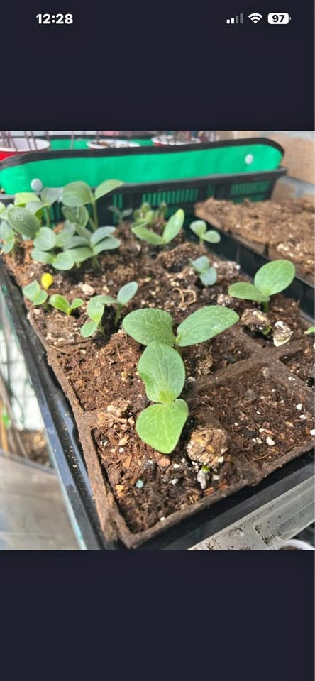 Vibrant Kabocha Squash Seedlings