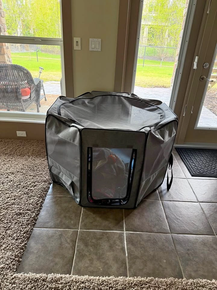Dog Tent