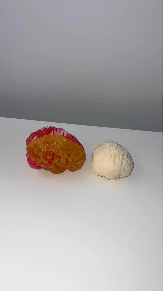 Small Anatomical Brain Models - photo 2