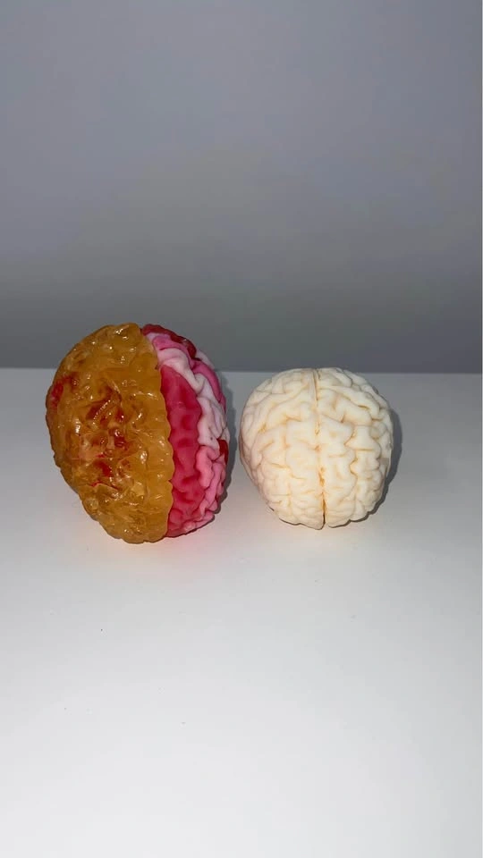 Small Anatomical Brain Models - photo 3