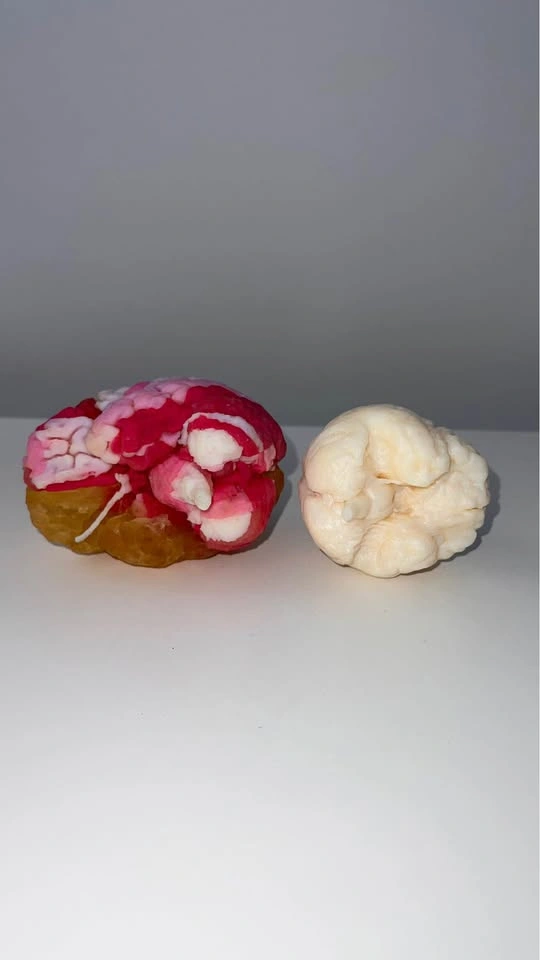 Small Anatomical Brain Models - photo 4