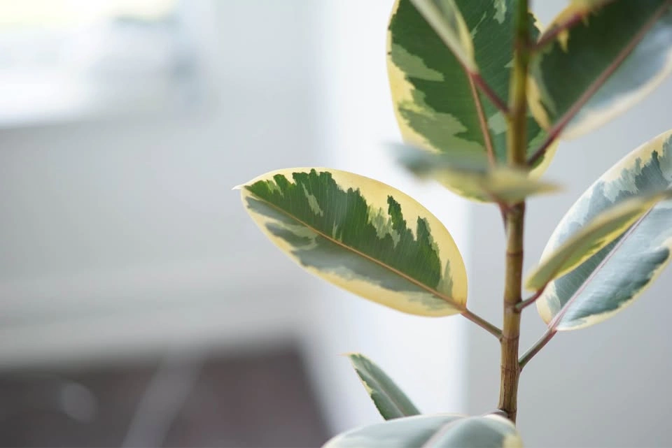 Sony FE 90mm f/2.8 Macro G OSS Lens - photo 2
