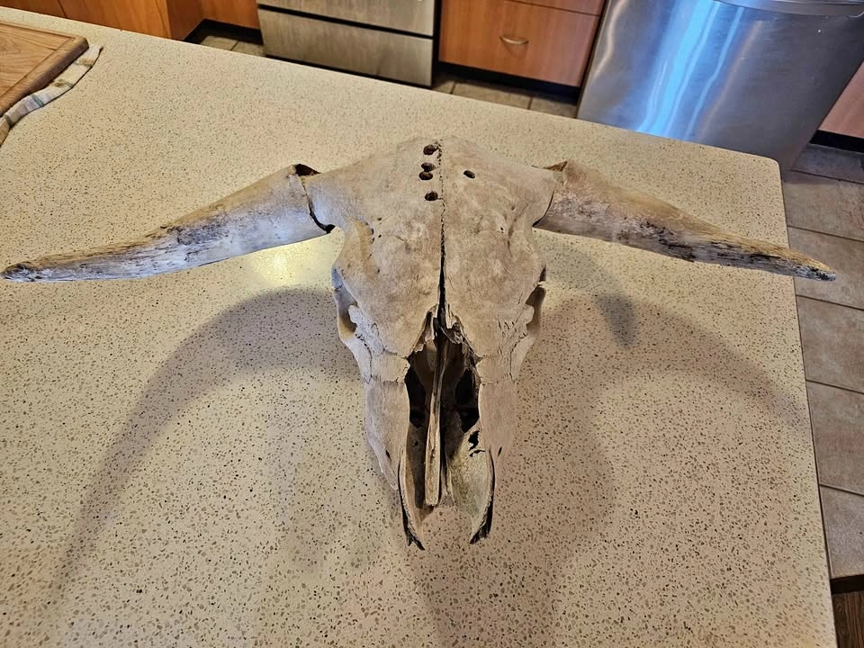 Bull skull