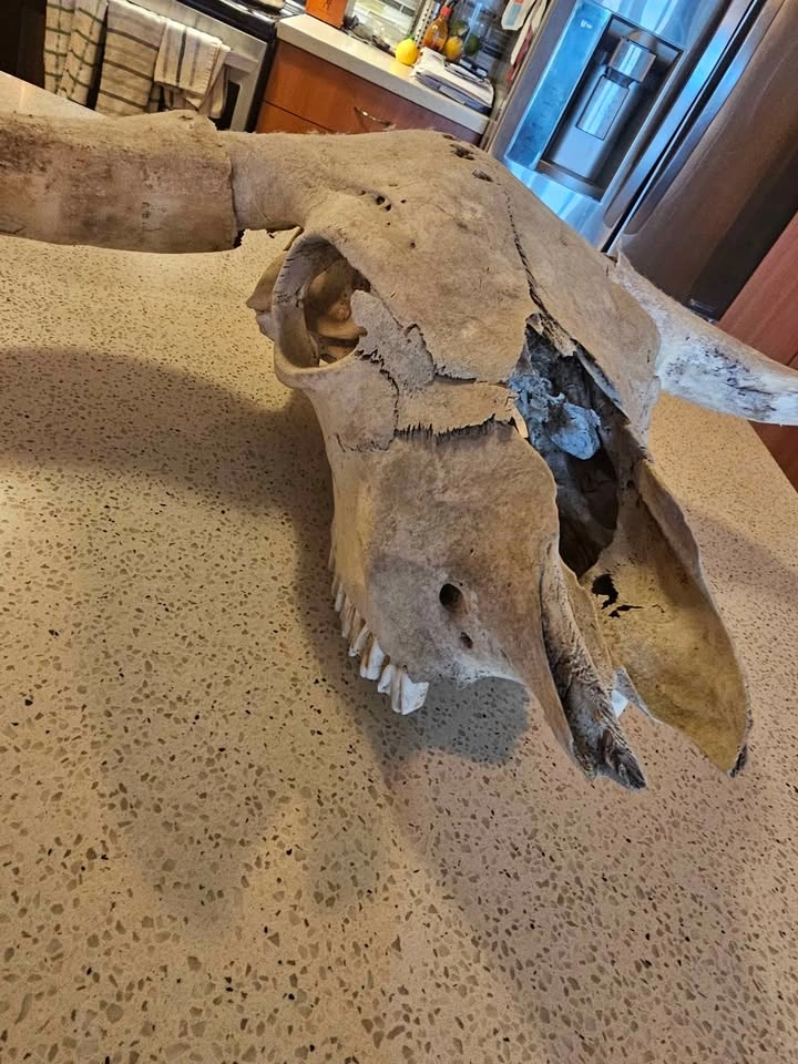 Bull skull - photo 2