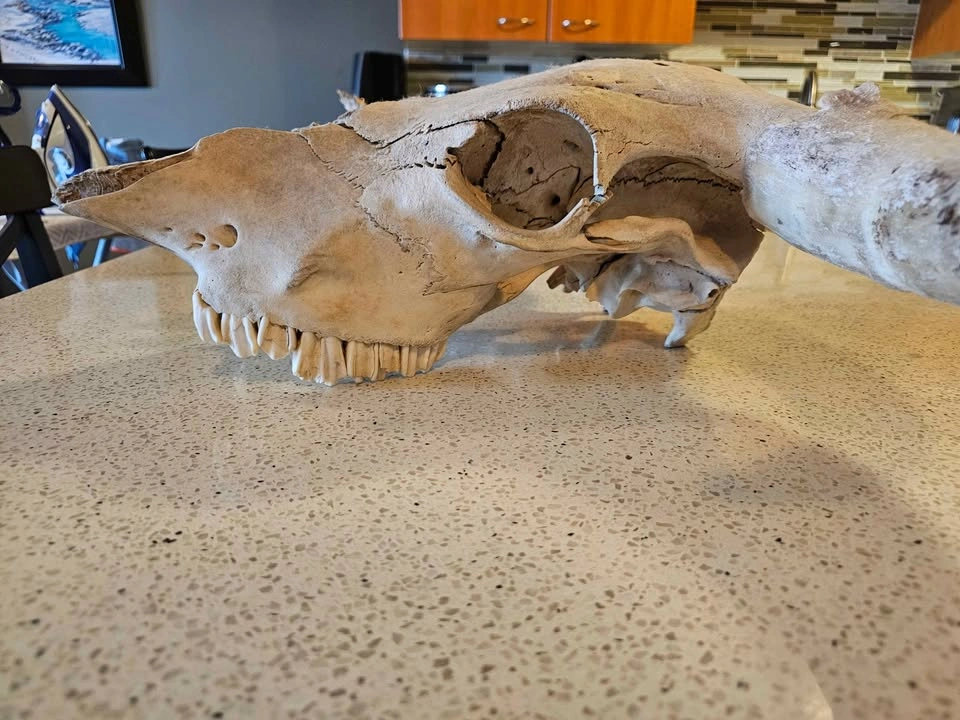 Bull skull - photo 3