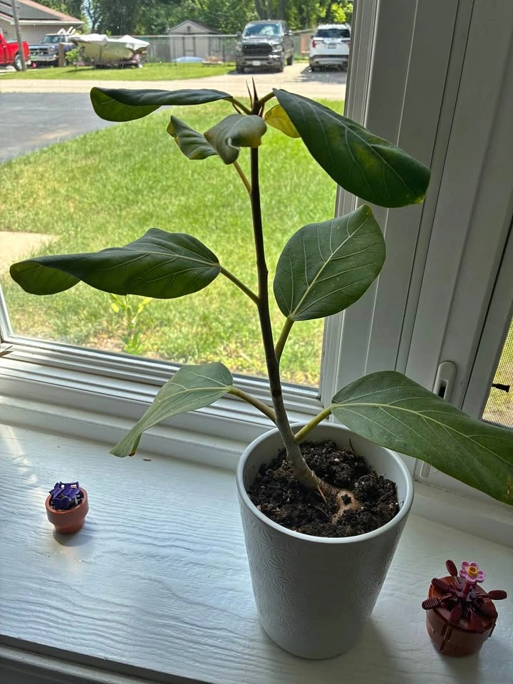 Ficus plant