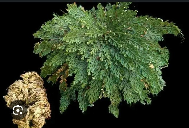 Resurrection Plant