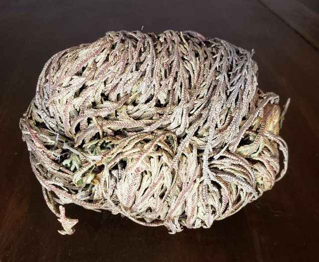 Resurrection Plant - photo 2