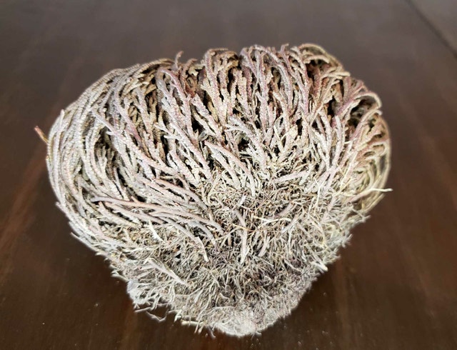 Resurrection Plant - photo 3