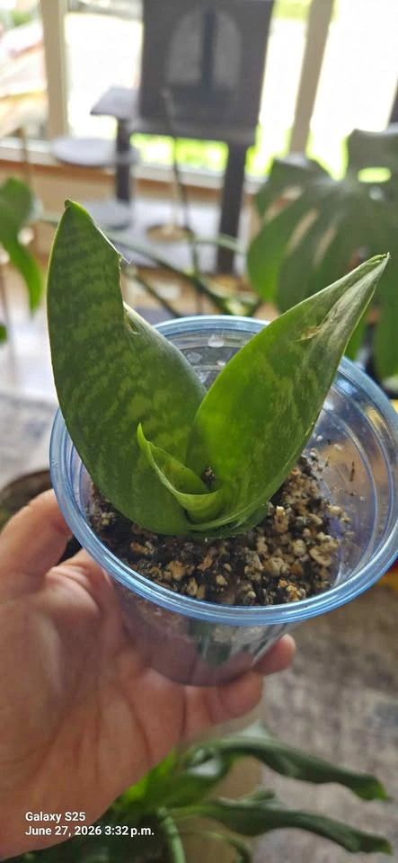 Birds nest snake plant